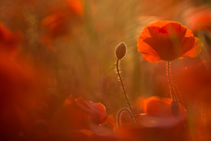 Mohn