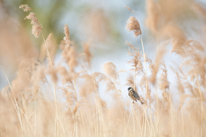vSebastian Vogel, naturfotografie, vogelfotografie, vogel