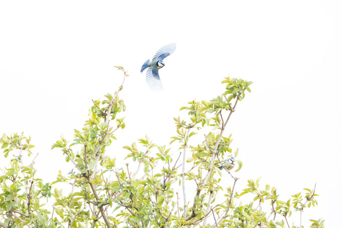 Sebastian Vogel, naturfotografie, vogelfotografie, vogel