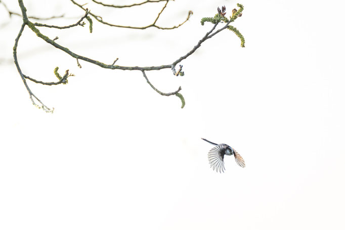 Sebastian Vogel, naturfotografie, vogelfotografie, vogel