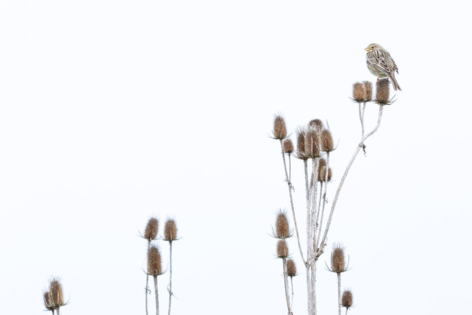 Sebastian Vogel, naturfotografie, vogelfotografie, vogel