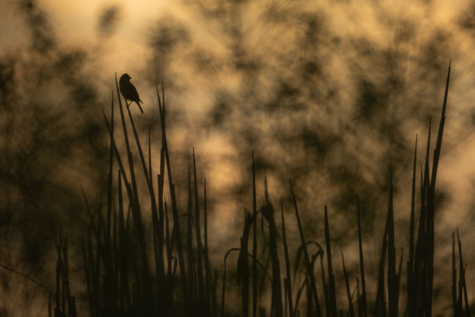 Sebastian Vogel, naturfotografie, vogelfotografie, vogel