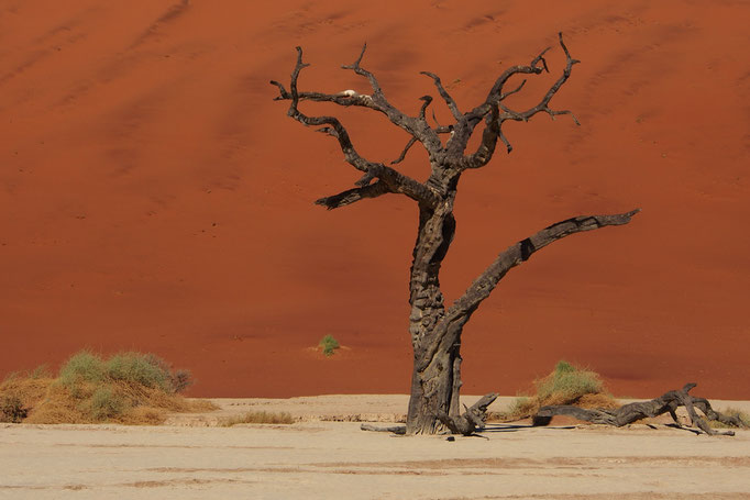 Deadvlei ; Namibie