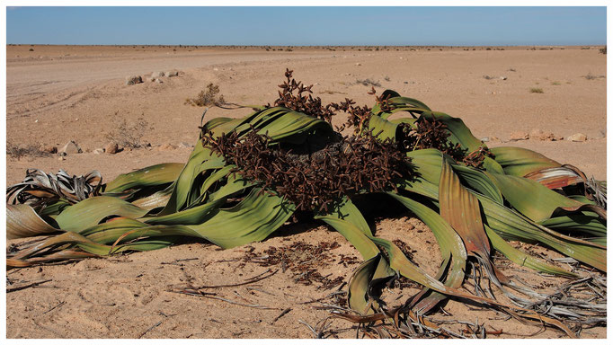 Welwitschia mirabilis de Namibie