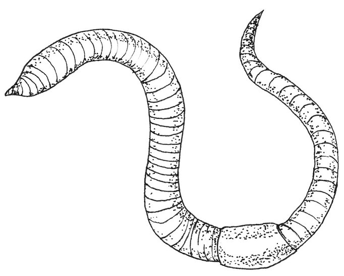 Earthworm / Regenwurm