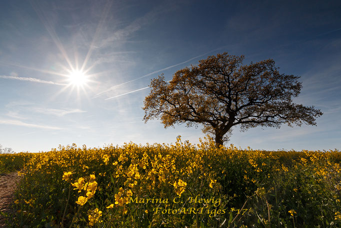 Frühling in S-H