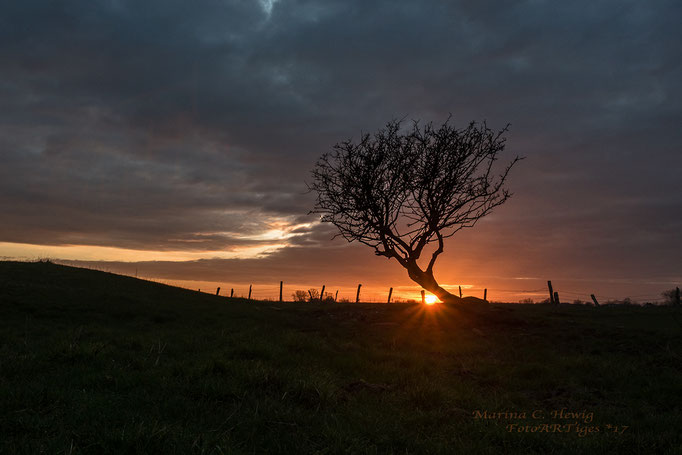 Abendlicht