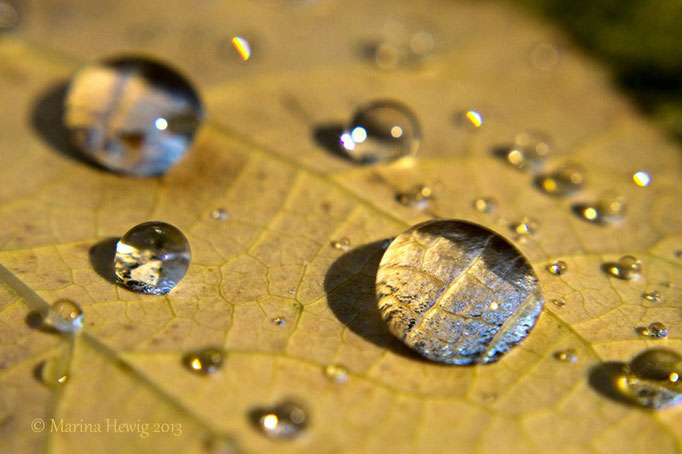 Herbsttropfen