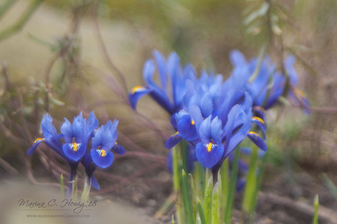 Frühling #1