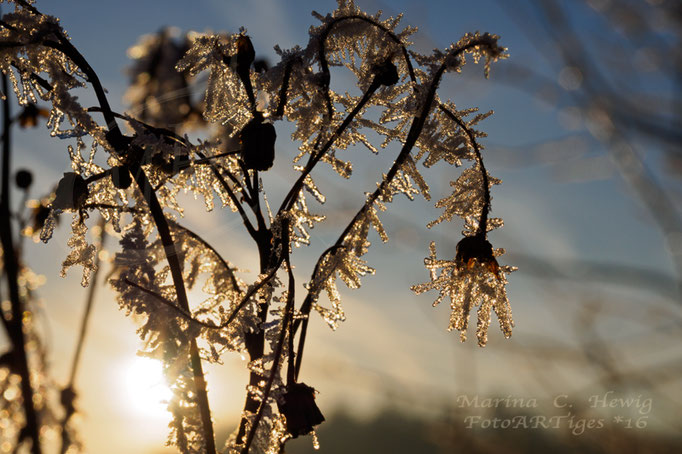 Frostblumen