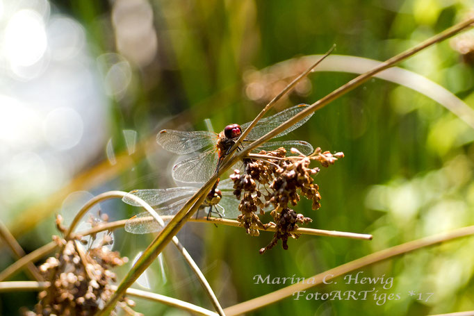 Libelle