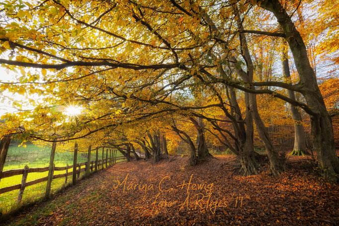 Herbstwald