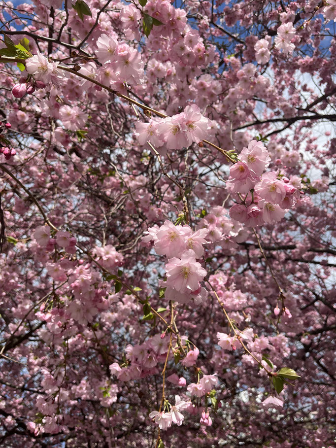 Kirschblüten am Kungsträdgården