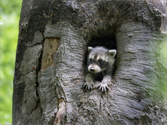 Waschbär