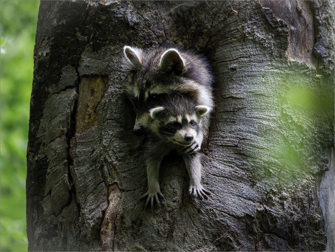 Waschbär
