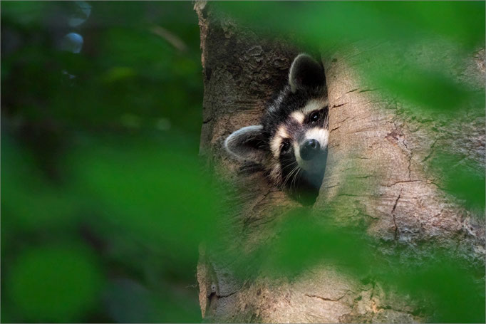 Waschbär