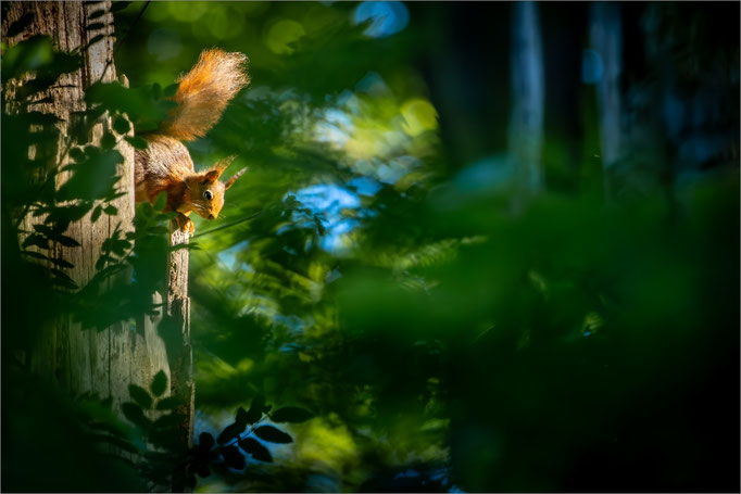 Eichhörnchen