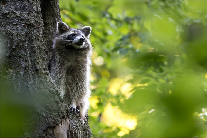Waschbär