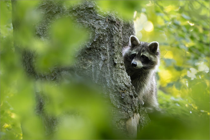 Waschbär