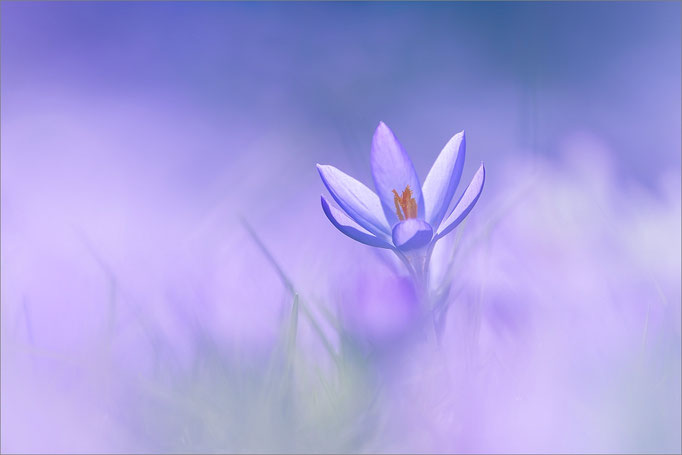 Krokus