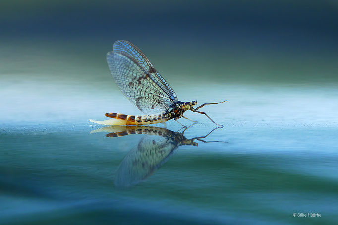 Eintagsfliege