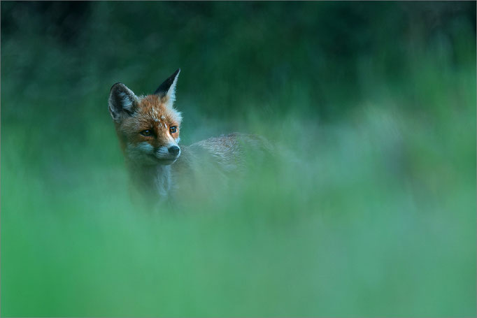 Rotfuchs