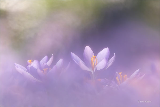 Krokus
