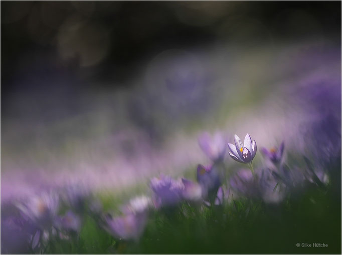 Krokus