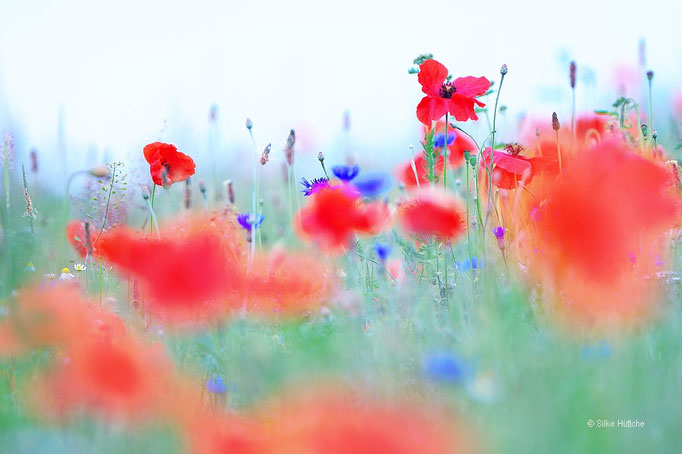 Mohn