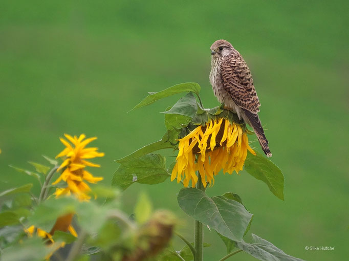 Turmfalke