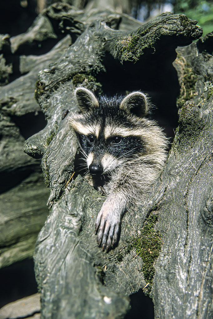 Racoon (Procyon lotor) taken with Slide Film