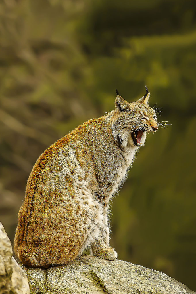 European lynx, (lynx lynx) taken with Slide Film     