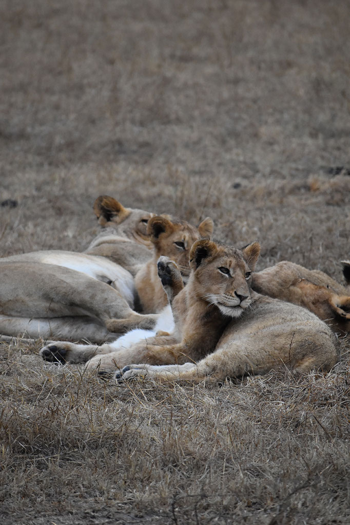 Loewen-sabi-sands