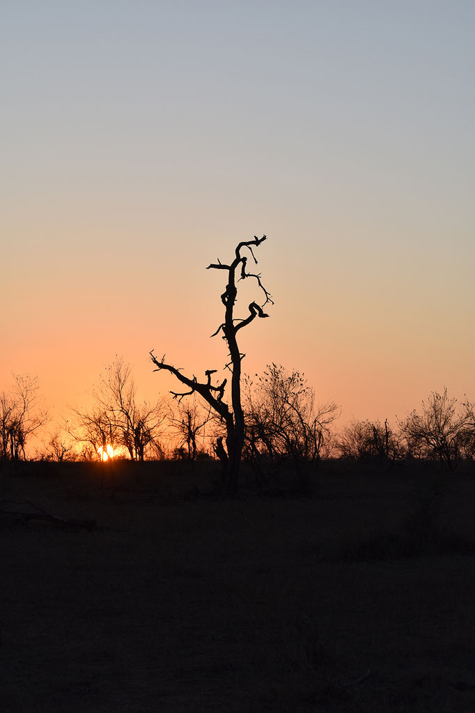 sabi-sands-sonnenaufgang 