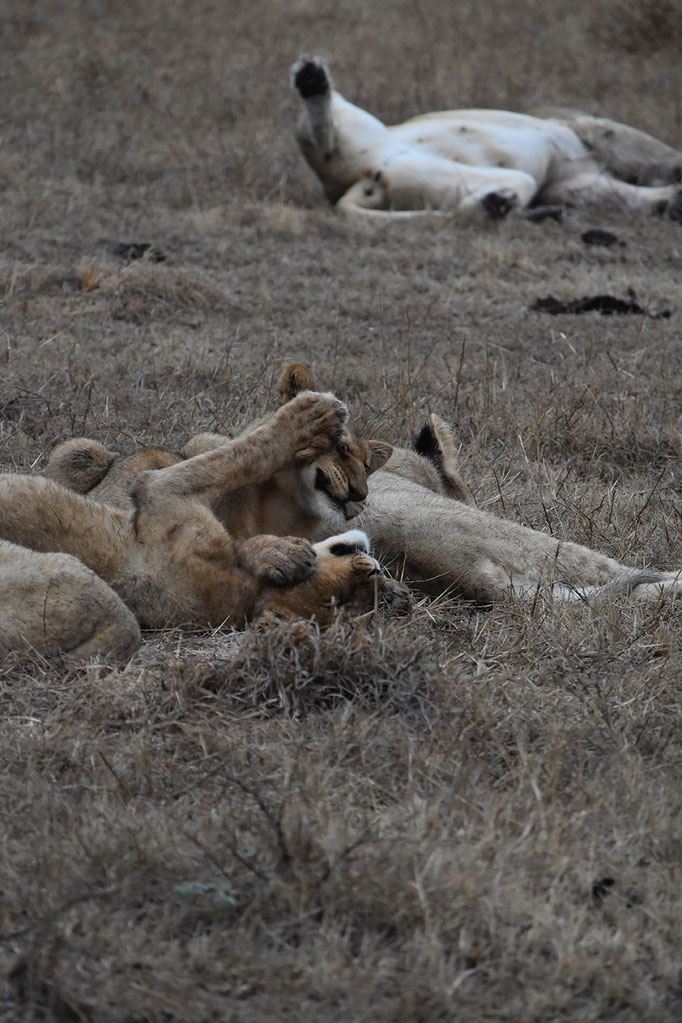 Loewen-sabi-sands