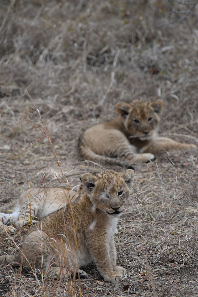 loewen-babys-sabi-sands