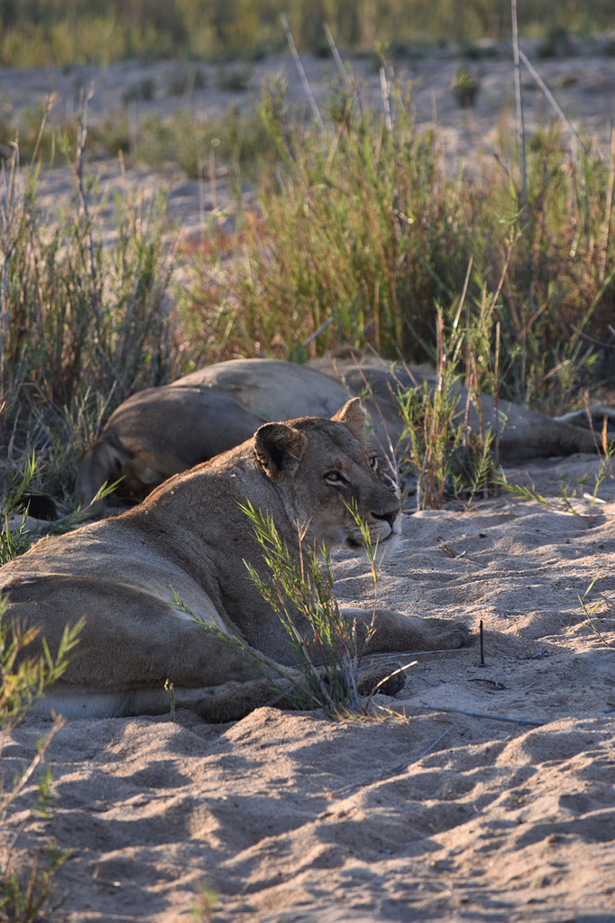 loewin- sabi-sands 