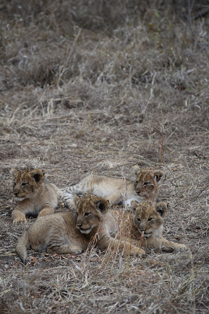 loewen-babys-sabi-sands