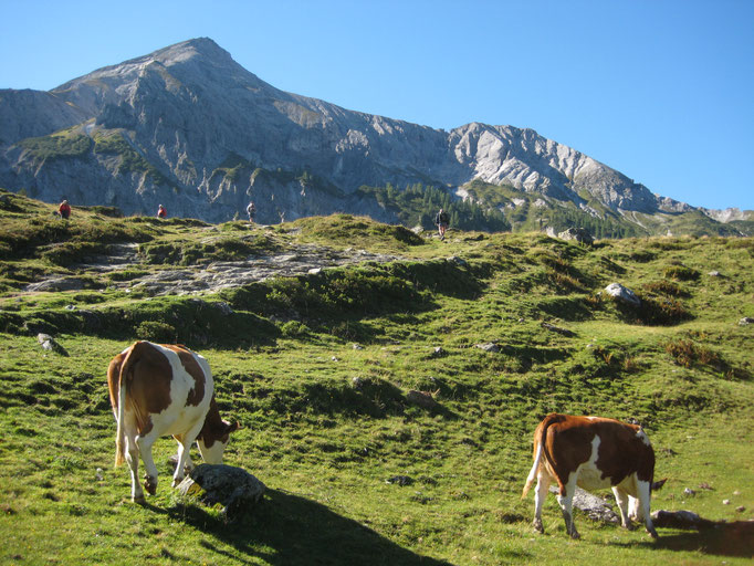 Alm Schladming-Dachstein