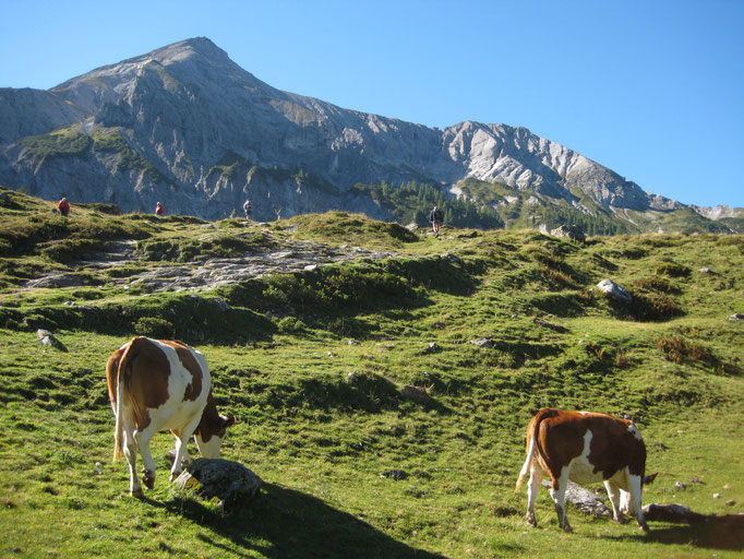 Alm Schladming-Dachstein