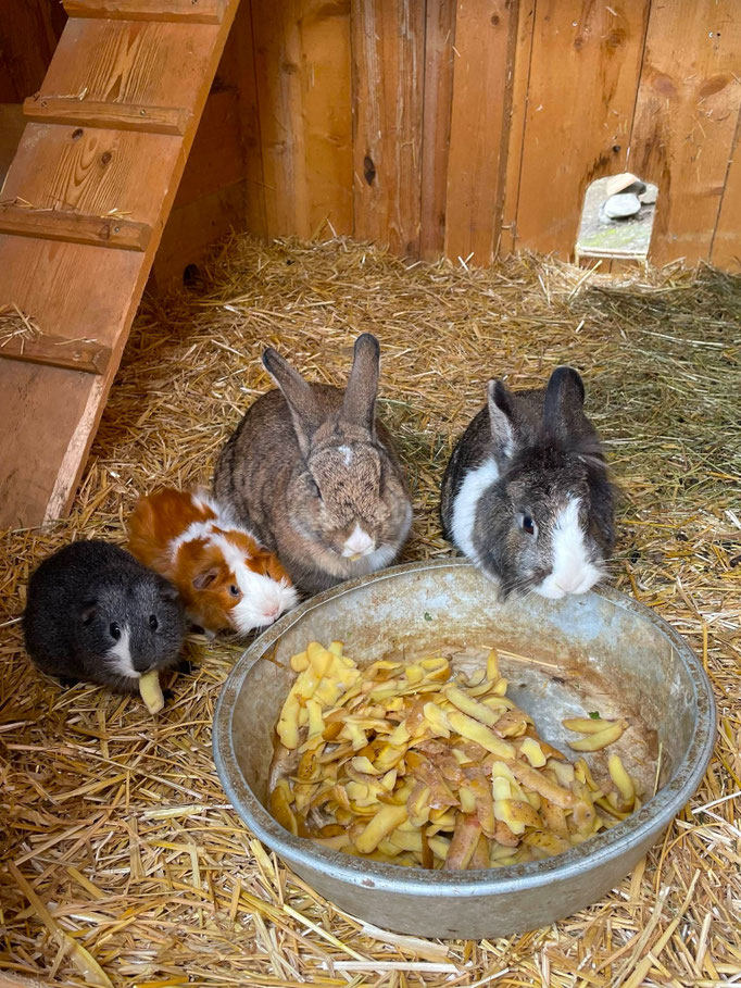 Hasen Meerschweinchen