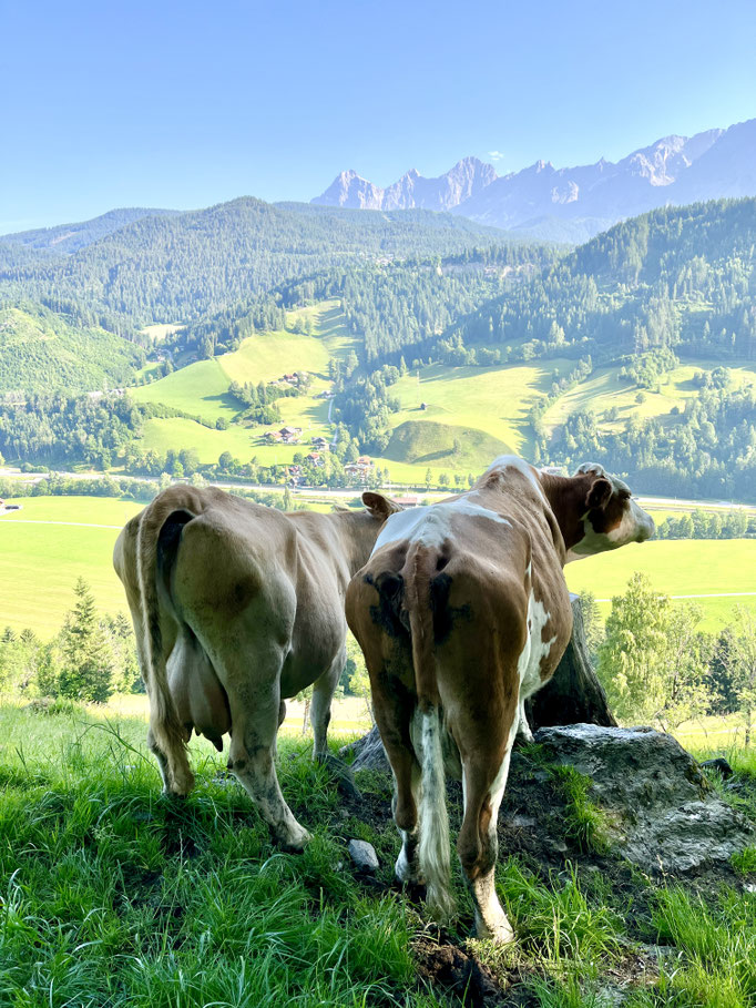 Kühe mit Ausblick