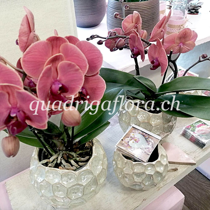 Orchideen in verschiedenen Farben. 