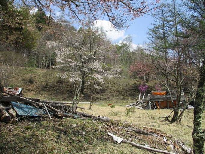 一の瀬　高橋の集落跡に咲く桜