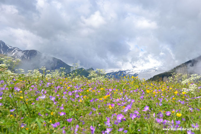 Prairie fleurie à Albiez Montrond