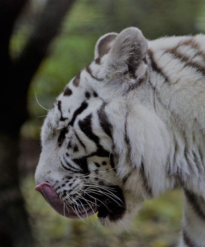 Lisbon Zoo (Jardim Zoologico de Lisboa), Portugal (2021)