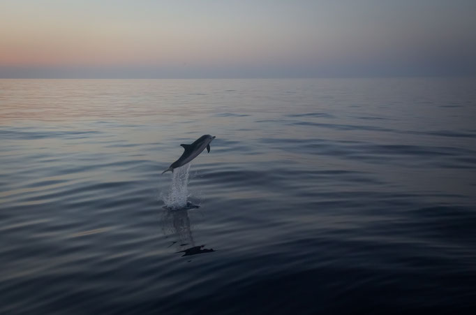 Dolphin at Sunset in the Mediterranean Sea around Sicily near Catania, Italy (2019)