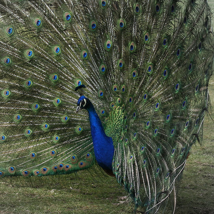 Tierpark Hellabrunn, Munich, Germany (2013) 