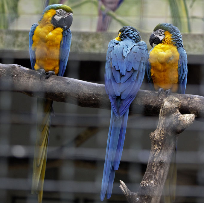 Lisbon Zoo (Jardim Zoologico de Lisboa), Portugal (2021)