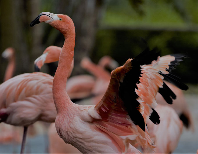 Lisbon Zoo (Jardim Zoologico de Lisboa), Portugal (2021)